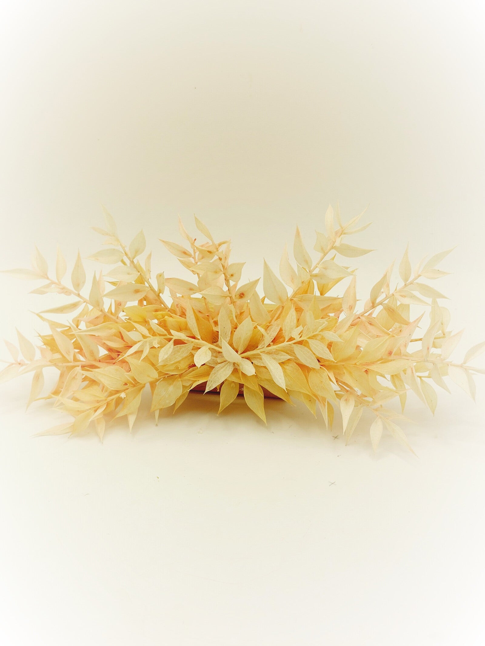 Peineta Ruscus