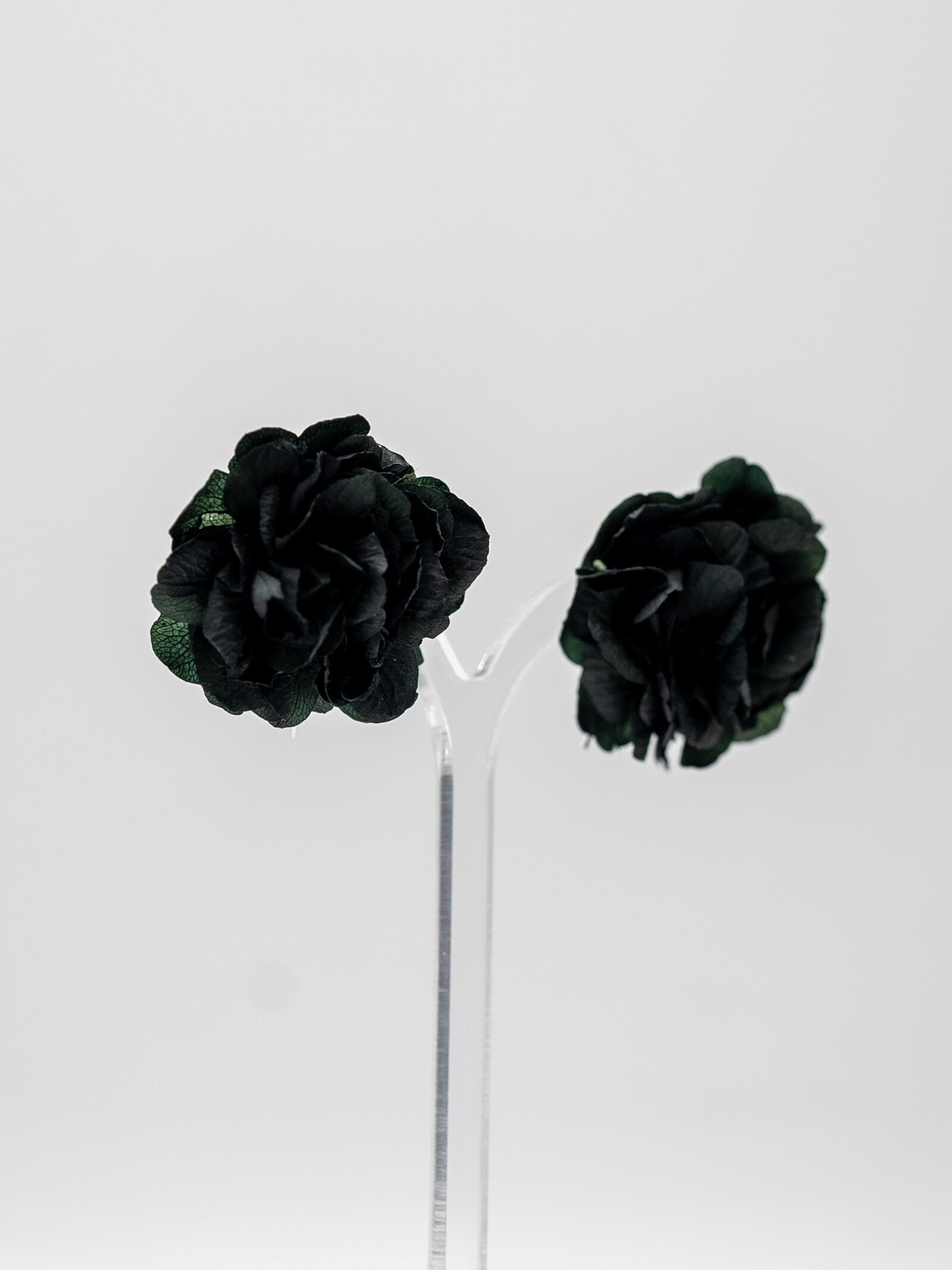 Hortensia botón